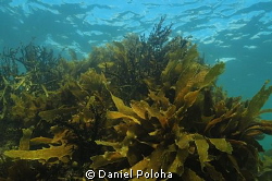 Ecklonia kelp forest by Daniel Poloha 